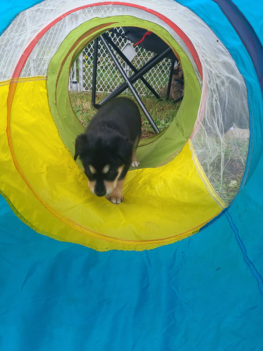 chinook dog